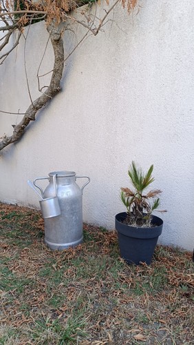 Ancien grand bidon - À, lait