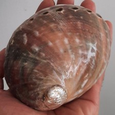 curiosité , taxidermie ,Coquillage : Abalone Assilinia