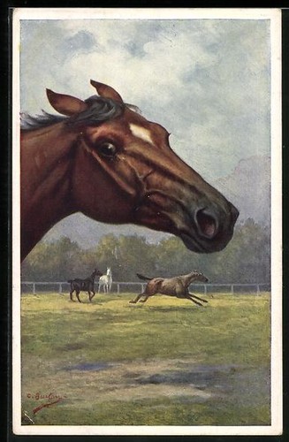 Carte postale cheval - carte,