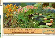 S1329- CHROMO LIEBIG - 1936 -  " LA BEAUTE DE LA FLORE AQUATIQUE " : 2. IRIS JAU