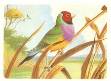 Disney : Fiche Animaux-Collection Journal de Mickey .No71   Le DIAMANT DE GOULD