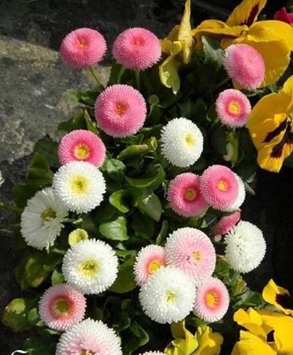 Paquerette pomponette - ♫, 'pomponette