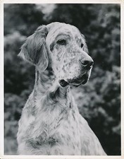 Setter anglais 1950 chien - 1950,