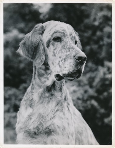 Setter anglais 1950 chien - anglais,