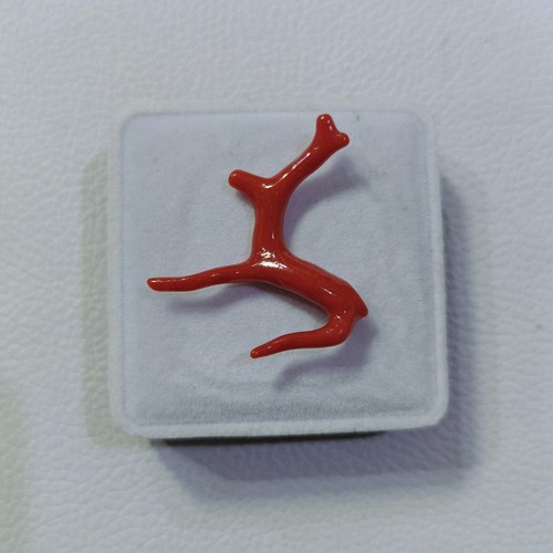 Véritable branche corail - branche,