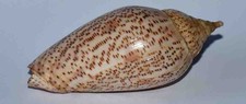 SEA SHELL - COQUILLAGES -