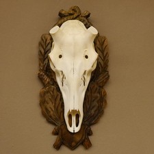 Crâne De Cerf Sans Bois AF