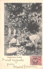 CPA GRENADE / PICKING COCOA / GRENADA