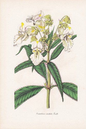 Impatiens candida himalaya - candida,