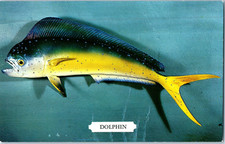 Dauphin Un Poisson D'Eau