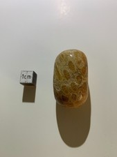 Pierre fossile polie –