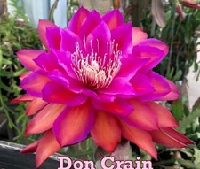 Très rare epiphyllum don - -, “don