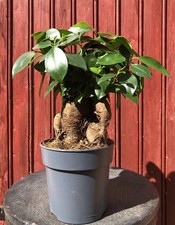 BONSAÏ FICUS GINSENG 6ANS