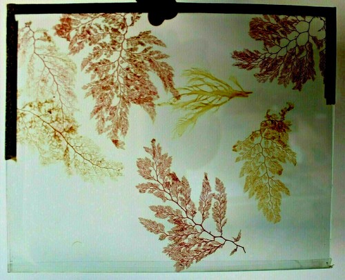 Rare ancien herbier - ancien, d'algues