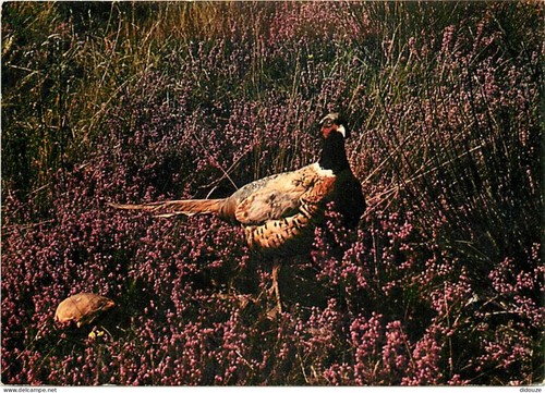 Carte postale animaux - carte,