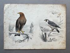 Edouard Traviès, Aigle Royal Et Faucon, Lithographie Animalière, XIXe