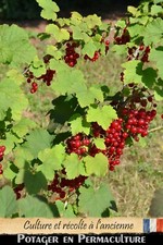 Groseillier "Versaillaise"