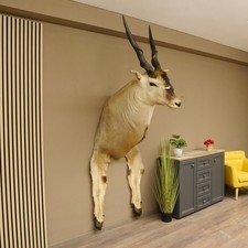 Éland Commun (Tragelaphus