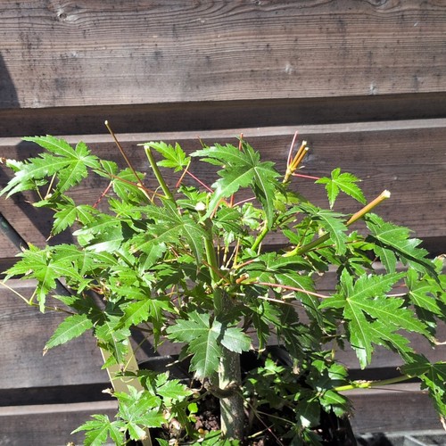 Bonsaï acer palamtum - bonsaï,