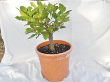 SUPERBE  BONSAÏ  " CITRONNIER " 14 ans