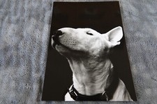 BAXTER bull terrier photo presse