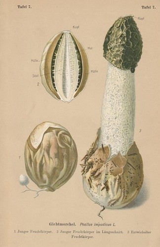 Stinkmorchel phallus - stinkmorchel, (phallus
