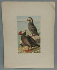 Adolphe Millot (1857-1921)