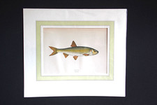 Gravure anglaise ancienne de dobule ou chevaine . XIXe