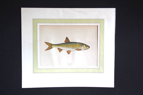 Gravure anglaise ancienne - , de