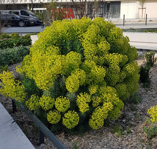 Euphorbia characias subps