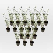 Bambou non-traçant - Set de