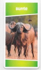 Carte Cartatoto - Buffle