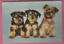 CP musicale - 3 chiens ou chiot - Yorkshire ?
