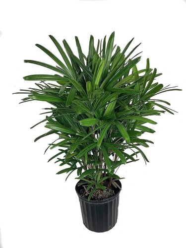 Lady palm live - lady, a