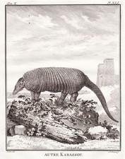 Pangolin Pholidota Animaux