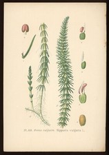 Planche botanique : Pesse