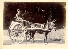 Enfant en calèche, attelage âne Vintage albumen print Tirage albuminé  11x16