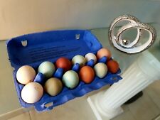8 Œufs Poule Pondeuse Rustique Fécondés Multi Couleurs 