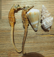 Rare Lot 4 Coquillage de Mer
