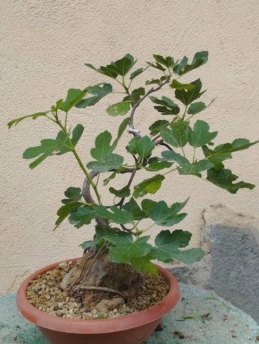 Bonsaï ficus 14 - ficus,