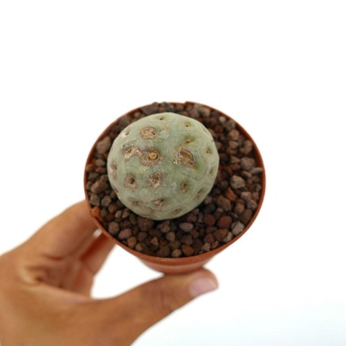 Tephrocactus geometricus one - tephrocactus,