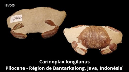 Crabe carinoplax pliocène - pliocène, de