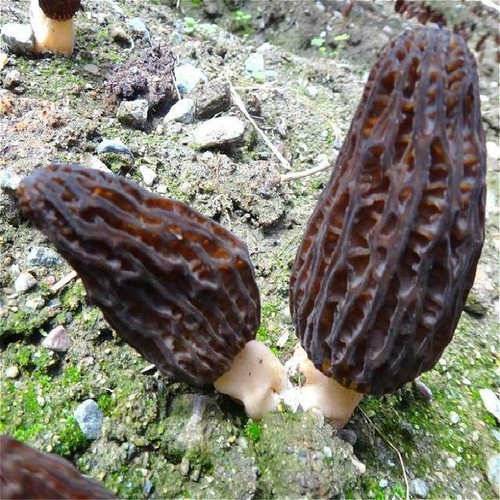 Spores morille black morel - black,