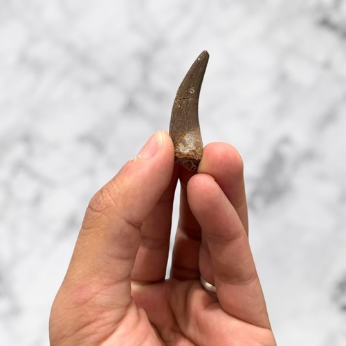 Dent fossile zarafasaura - dent, de