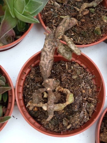 Euphorbia platyclada plante - euphorbia,