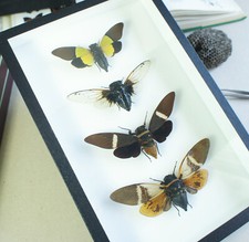 Collection de véritables