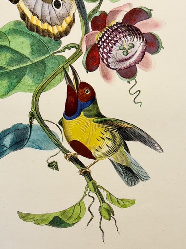 Aquarelle ancienne gravure - , sur