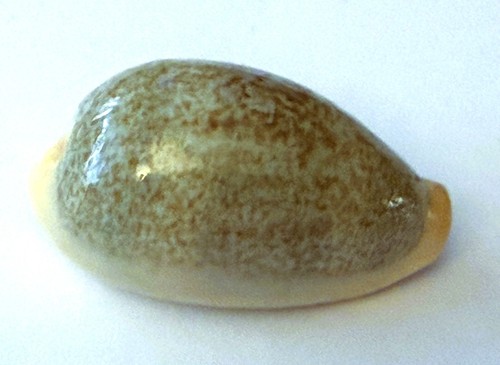 Coquillages cypraea erones - coquillages cypraea,