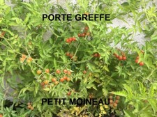 SACHET DE 20 à 240 GRAINES DE