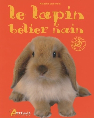 Lapin bélier nain - le,